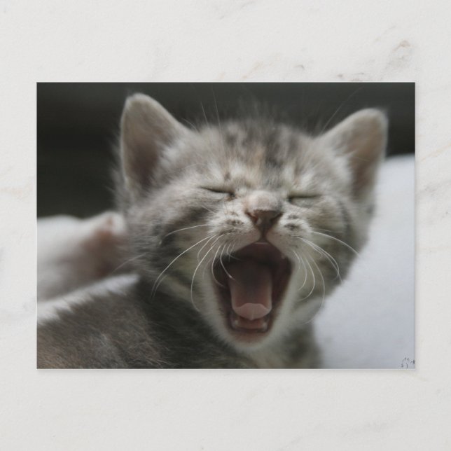 Carte Postale Kitten Yawning Postcard (Devant)