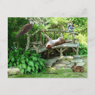 Carte postale Kittens Wildlife Friends