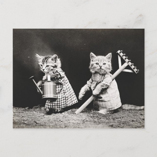 Carte Postale Kitties jardinage | Kitty avec Rake (Devant)