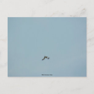 Carte Postale Kittiwake à patte noire