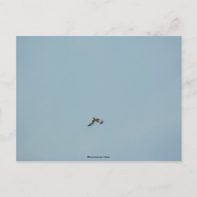 Carte Postale Kittiwake à patte noire (Devant)