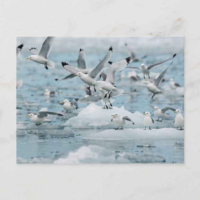Carte Postale Kittiwakes volant (Devant)
