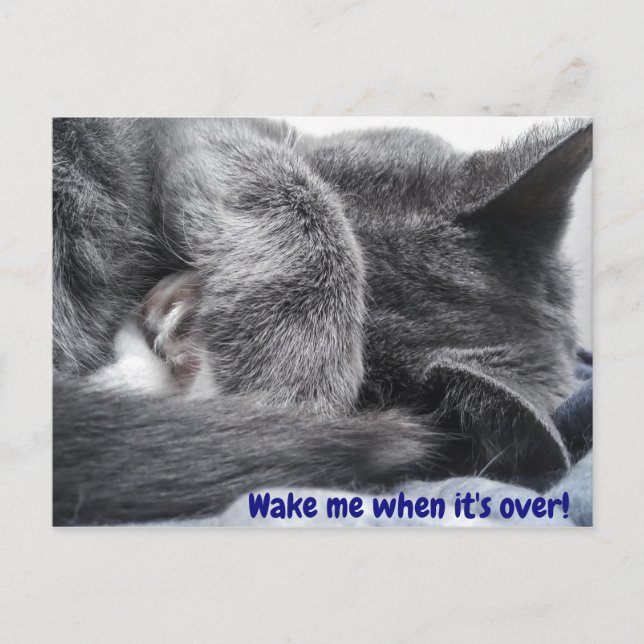 Carte postale Kitty (Devant)