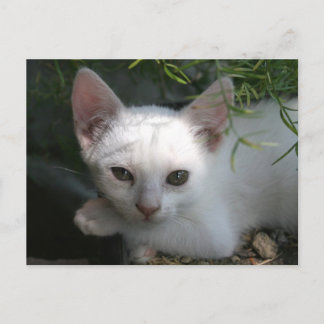 Carte Postale Kitty blanc