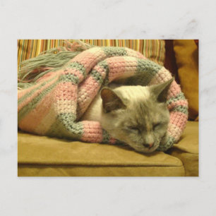 Carte Postale Kitty Burrito