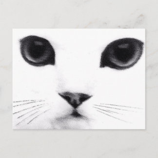 Carte Postale Kitty Cat Features