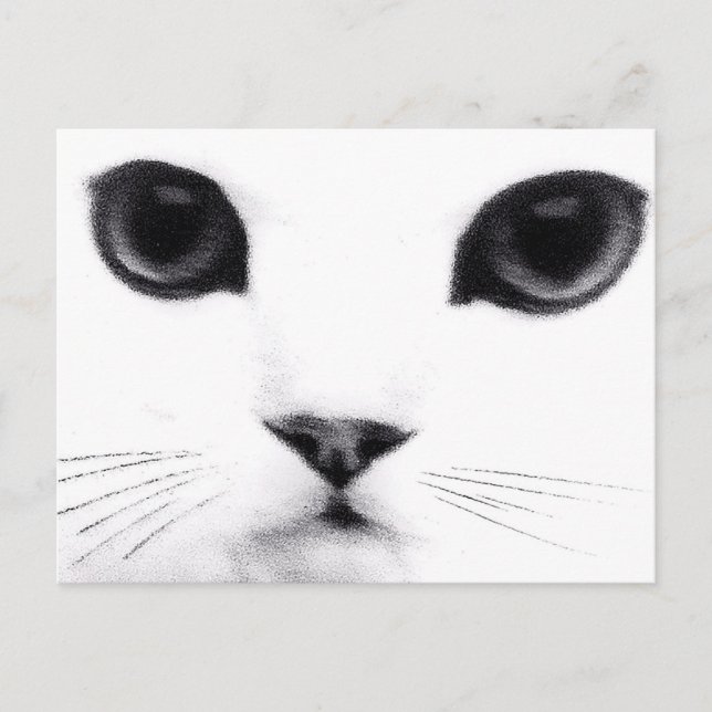Carte Postale Kitty Cat Features (Devant)