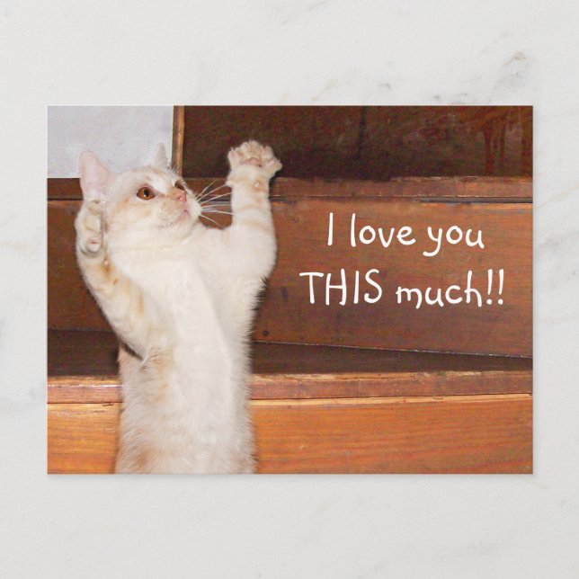 Carte Postale Kitty chat amour (Devant)