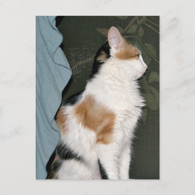 Carte Postale Kitty chat en attente (Devant)