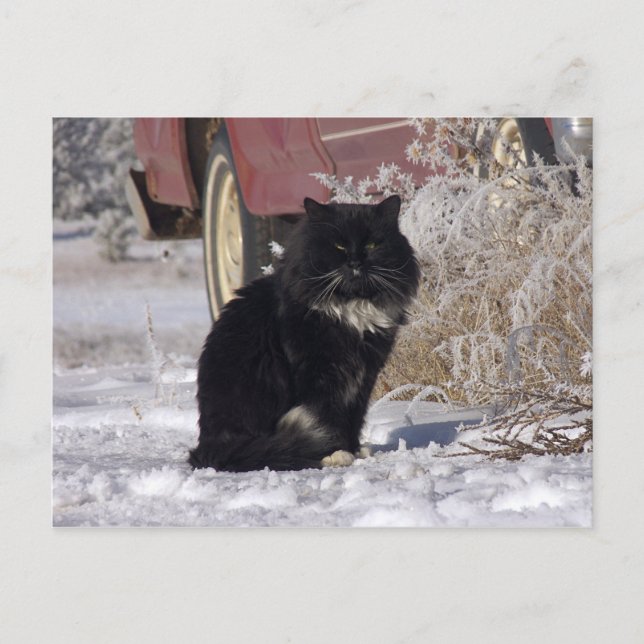 Carte Postale Kitty d'hiver (Devant)