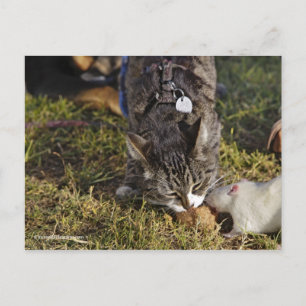 Carte Postale Kitty et Mousey Partager un repas