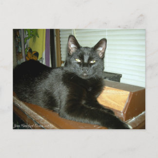 Carte Postale Kitty impérial