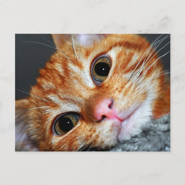 Carte Postale Kitty Kat (Devant)