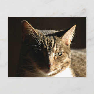 Carte Postale Kitty ombragé