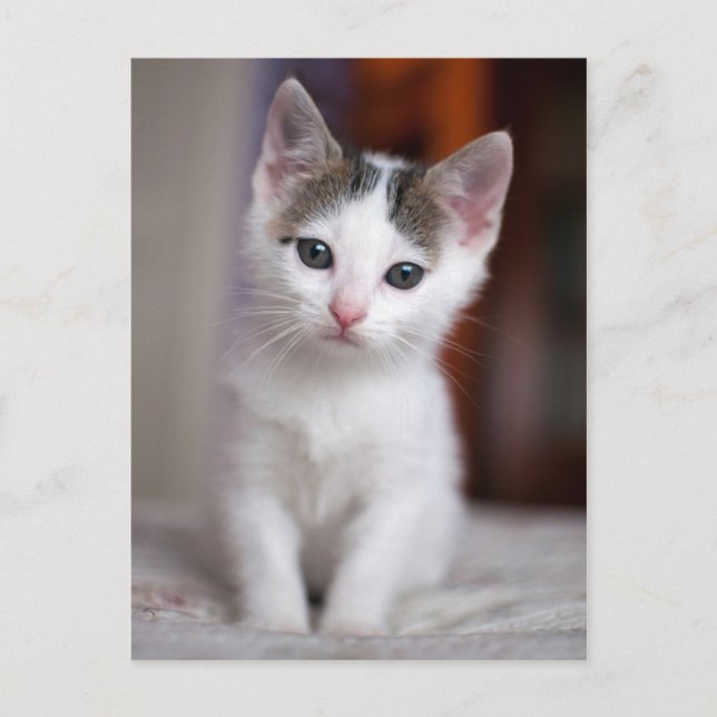 Carte Postale Kitty tacheté blanc (Devant)