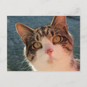 Carte Postale Kitty Up Close