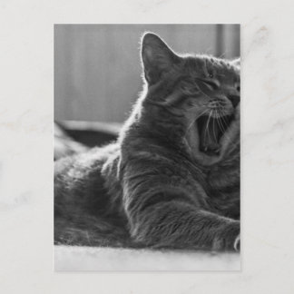Carte Postale Kitty Yawning