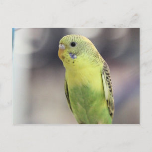 Carte Postale Kiwi Burbell