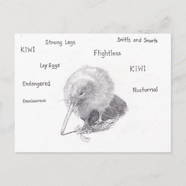 Carte Postale Kiwi dehors pour une promenade (Devant)