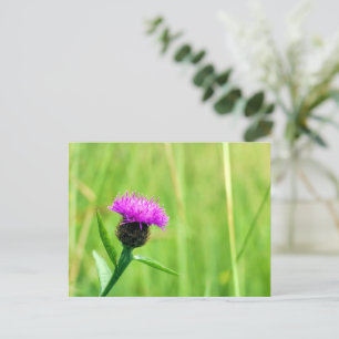 Carte Postale Knapweed