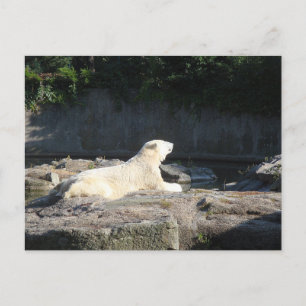 Carte Postale Knut the Polar Bear du zoo de Berlin Jigsaw Puz