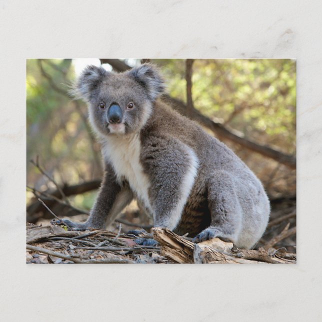 Carte Postale Koala (Devant)