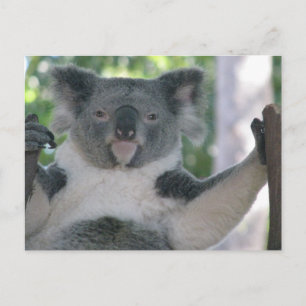 Carte Postale Koala