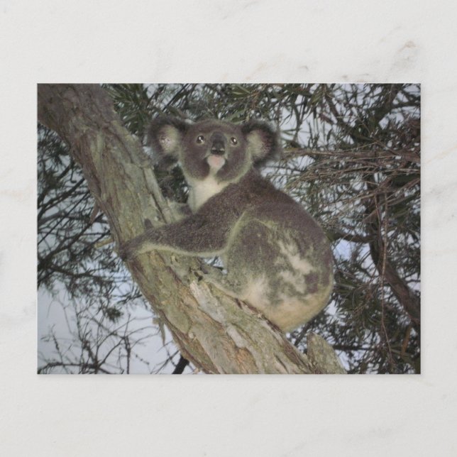 Carte Postale Koala (Devant)