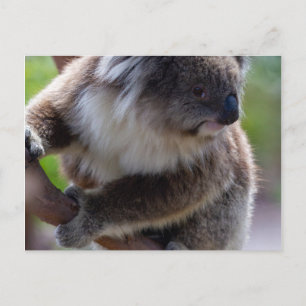 Carte Postale Koala