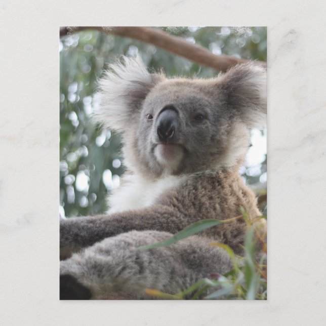 Carte postale Koala (Devant)