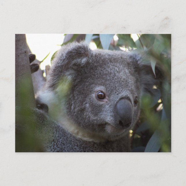 Carte Postale Koala (Devant)
