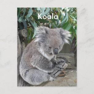 Carte Postale Koala