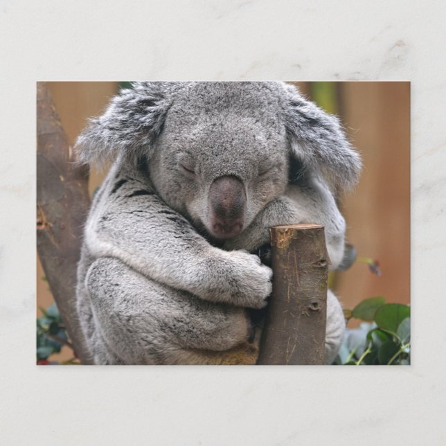 Carte Postale Koala (Devant)