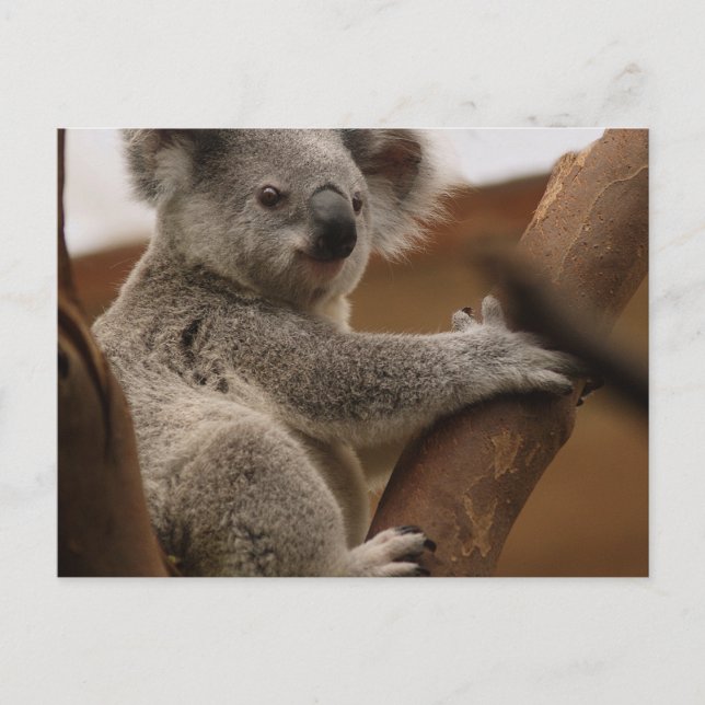 Carte Postale Koala (Devant)
