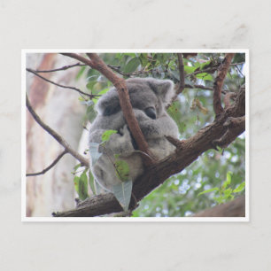Carte Postale koala