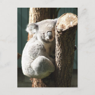 Carte postale Koala
