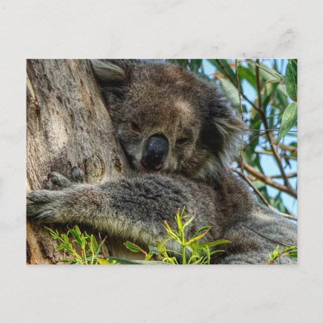 Carte Postale Koala (Devant)