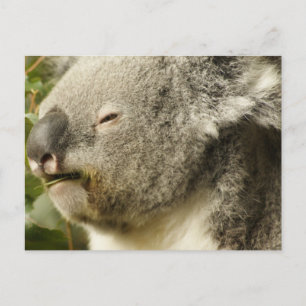Carte Postale Koala