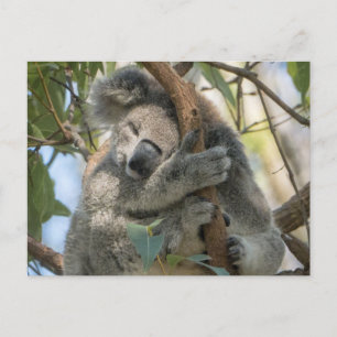 Carte Postale Koala