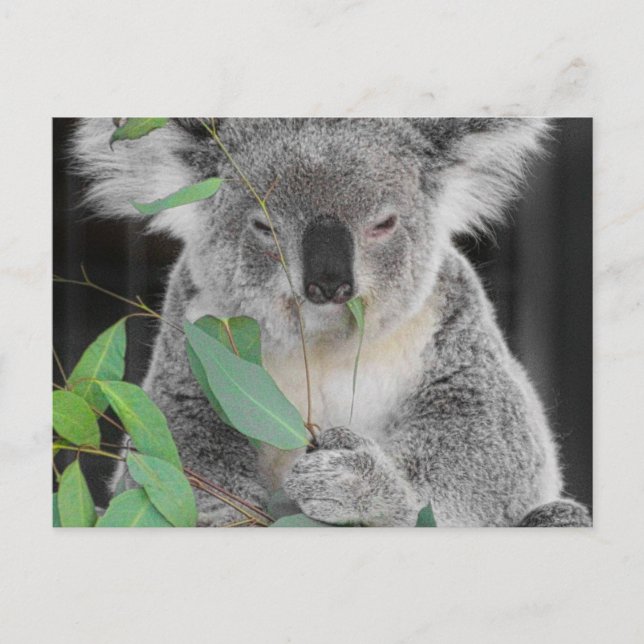 Carte Postale Koala (Devant)