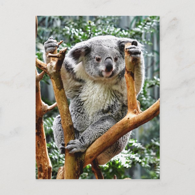 Carte Postale Koala (Devant)