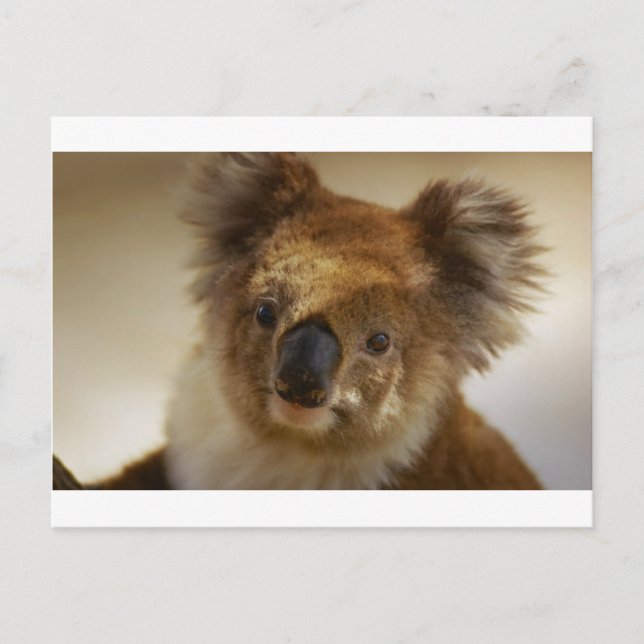 Carte Postale Koala (Devant)
