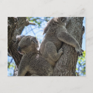 Carte Postale Koala