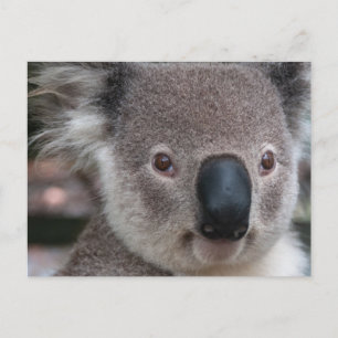 Carte Postale Koala