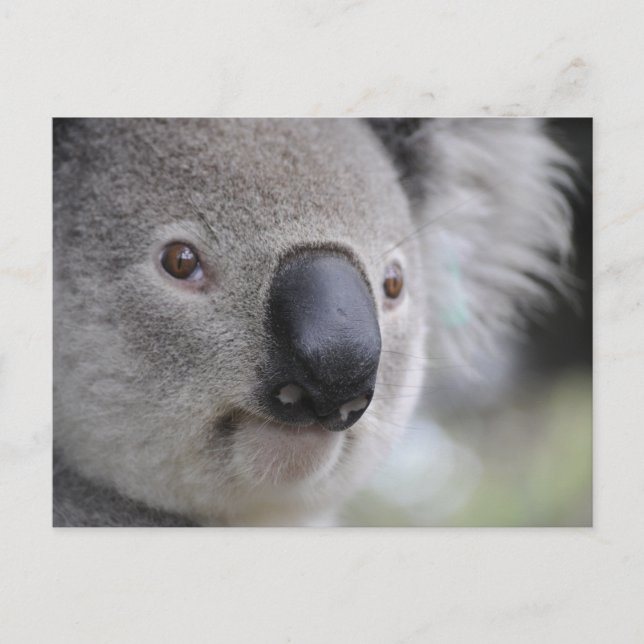 Carte Postale Koala (Devant)