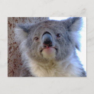 Carte Postale Koala