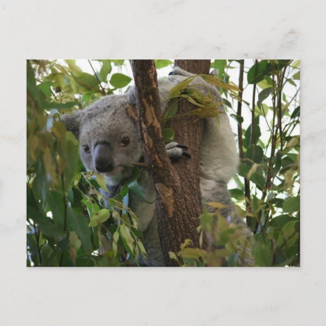 Carte Postale Koala (Devant)