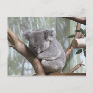 Carte Postale koala