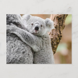 Carte Postale Koala