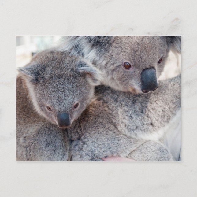 Carte Postale Koala (Devant)
